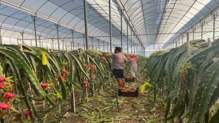 Alanyada  seralarda ejder meyvesi hasadı başladı
