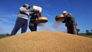 Altın susamda ‘Deli Mehmet bereketi