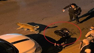 Altınordu Belediyesi çöp kamyonu sokak köpeğini ezdi