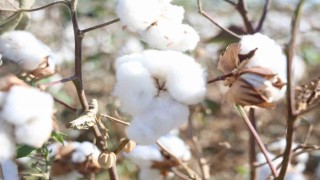 Amik Ovasında beyaz altın pamukta 140 bin ton rekolte bekleniyor