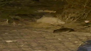 Ankara sokaklarını fareler bastı