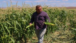 Ankarada mısır hasadı başladı