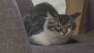 Ankarada vatandaşın çabalarıyla kurtarılan kedi Hollanda yolcusu