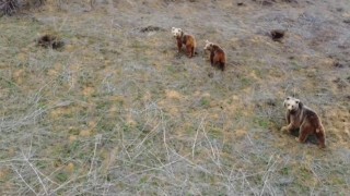 Anne ayı ve iki yavrusu havadan görüntülendi