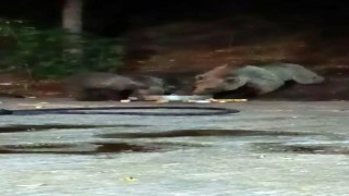 Anne ayı yavrularını da alıp geldi, karnını doyurdu