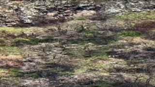 Anne boz ayı 2 yavrusuyla kayalıklarda ilerlerken görüntülendi