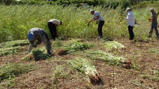 Antalyada altın susamda hasat başladı