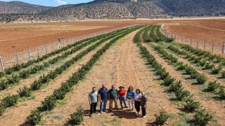 Antalyada aronya ve böğürtlen hasadı bereketi