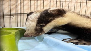 Antalyada bir evin bahçesinde bulunan porsuk tedavi altına alındı