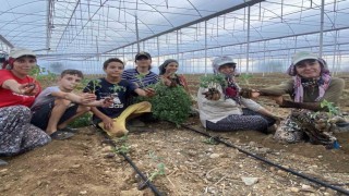 Antalyada güzlük fide dikimleri başladı