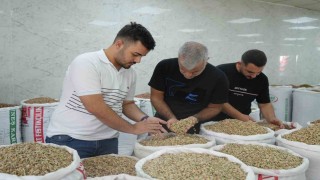 Antep fıstığına ithalat izni çıkıcınca fiyatlar ve satışlar düştü