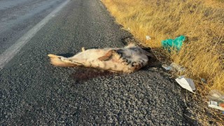 Aracın çarptığı çizgili Anadolu sırtlanı telef oldu