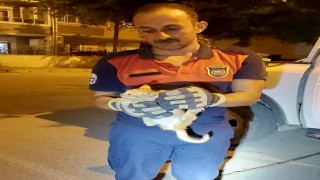 Aracın motor kısmına giren yavru kediyi itfaiye ekipleri kurtardı