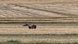 Ardahanda boz ayı tarlaya indi