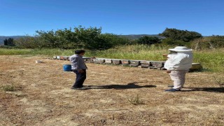 Arıcılık desteklemeleri için kovan sayımları tamamlandı
