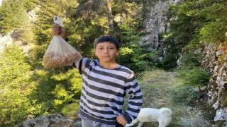 Artvinli minik Eymen hafta sonları çam sakızı toplayarak kilosunu 5 bin liraya satıyor