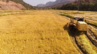 Aşırı sıcaklar beyaz altın çeltikte verimliliği düşürdü