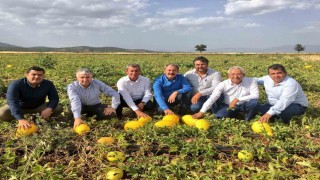 Asırlık miras Acıpayam kavunu tescillendi