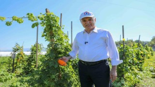 Ata tohumları meyve vermeye başladı