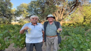 Ata tohumundan elde edilen üzümleri lezzetiyle dikkat çekiyor