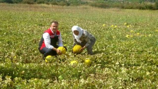 Ata tohumundan gelen miras: Yayla kavunu Karabağlarda yüz yıllardır yaşatılıyor