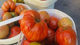 Ata tohumundan yetişen Mahman domatesi tezgahlarda yerini aldı