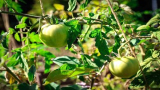 Ataşehir Belediyesi Kent Bostanları için yeni dönem başvuruları başlıyor