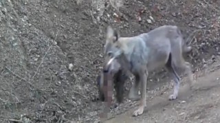 Avını taşıyan kurt fotokapanda