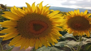 Ayçiçeği alım fiyatı açıklandı: Ton başına 29 bin lira