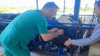 Aydın İl Tarım Müdürlüğünden üreticilere şap hastalığı uyarısı