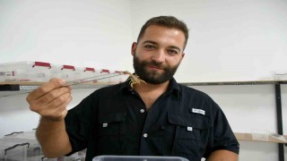 Aydında 750 akrepten 4 ayda 4 bin yavru elde etti