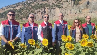 Aydında 95 bin dekar alanda ayçiçeği ekiliyor