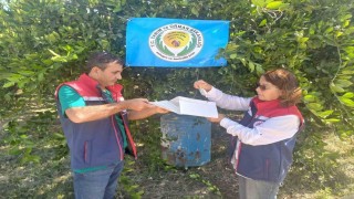 Aydında Akdeniz meyve sineği ile mücadele başladı