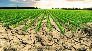 Aydında işlenmeyen tarım arazilerinin listesi ilan edildi