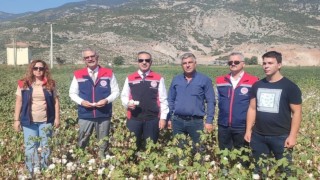 Aydında pamuk tarlalarına inceleme