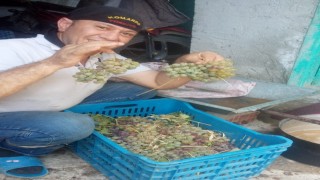 Aydında pekmez yapım sezonu başladı