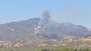 Aydında zirai alan yangını