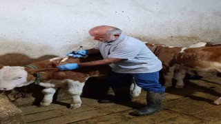 Aydıntepede sonbahar şap aşılama kampanyasında sona gelindi