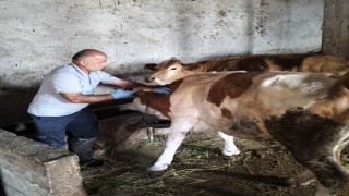 Aydıntepenin birçok köyünde şap aşılamaları tamamlandı