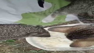 Aynı kaptan yiyen kedi ve kirpinin dostluğu kamerada