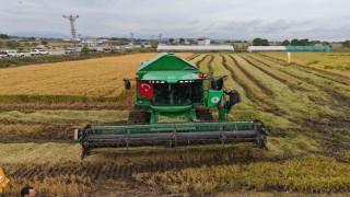 Bafra Ovasında çeltik hasadı başladı