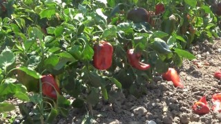 Bafra Ovasında kapya biber hasadı