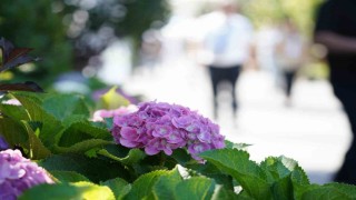 Bahçe sanatlarında uluslararası buluşma: Peyzaj dünyasının kalbi Sakaryada atıyor