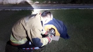 Balık misinasına dolanarak yaralanan kedinin imdadına itfaiye yetişti