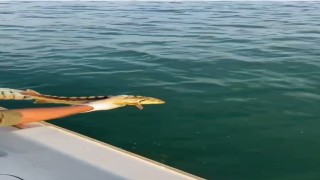 Balıkçılar ağlarına takılan nesli tehlike altındaki Mersin balığını geri denize bıraktı