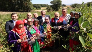 Balıkesirde ilk aronya hasadı