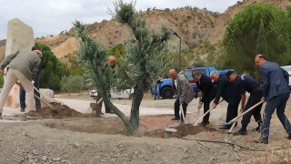 Baltacı Mehmet Paşa anısına asırlık zeytin ağacı dikildi