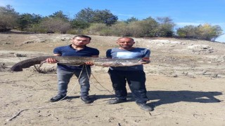 Baraj gölünde dev yayın balığı yakaladılar