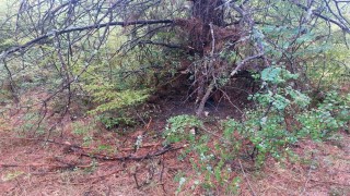 Bartında 1 saatte 4 ağaca yıldırım düştü