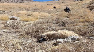 Başkalede kurt saldırısı: Onlarca koyun telef oldu